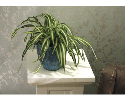 Phalangère en pot sur un socle