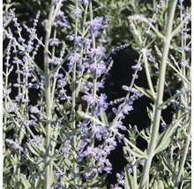 Sauge russe à fleurs violettes