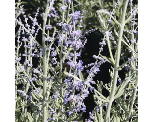 Sauge russe à fleurs violettes