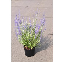 Lavande d''Afghanistan en pot