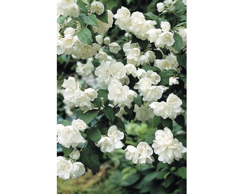 Gartenjasmin, Duftjasmin, Pfeifenstrauch FloraSelf Philadelphus 'Minnesota Snowflake' H 60-80 cm Co 4 L