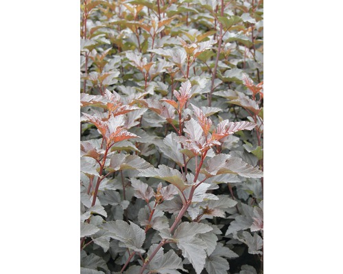 Physocarpe à feuilles d'obier rouges, physocarpe FloraSelf Physocarpus opulifolius 'Diabolo'® H 60-80 cm Co 4 L