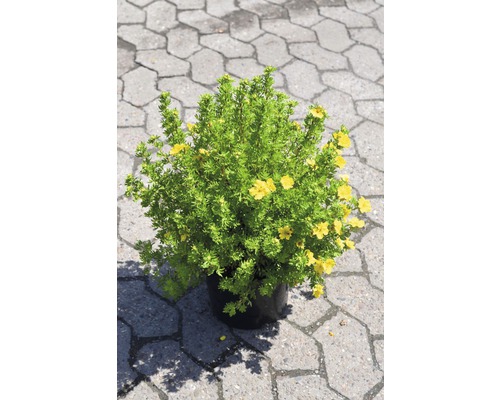 Potentille frutescente FloraSelf Potentilla fruticosa 'Dakota Sunspot' H 30-40 cm Co 4 L