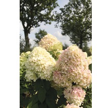 Gros plan d''un hortensia dans le jardin