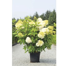 Hortensia paniculata en pot avec des inflorescences blanches et des feuilles vertes.