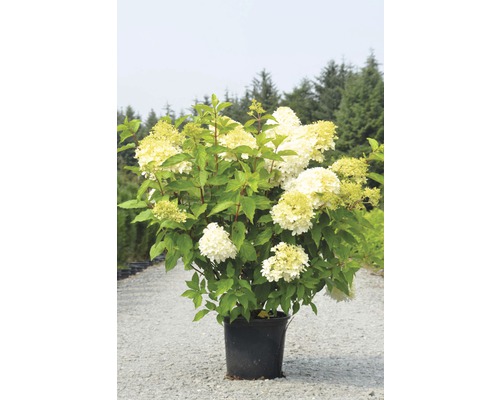 Rispenhortensie FloraSelf Hydrangea paniculata 'Limelight' H 100-125 cm Co 15 L buschig XXL Qualität