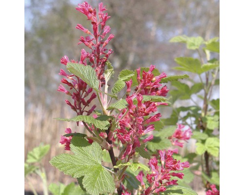 Groseillier à fleurs ornemental FloraSelf Ribes sanguineum 'King Edward VII' H 60-80 cm Co 4 L