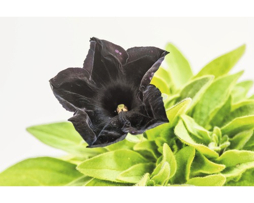 Pétunia noir avec des feuilles vertes