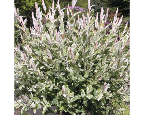 Harlekinweide, Zierweide FloraSelf Salix integra 'Hakuro Nishiki' H 40-60 cm Co 6 L Salix integra Hakuro Nishiki Zierstrauch im Garten