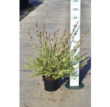 Harlekinweide, Zierweide FloraSelf Salix integra 'Hakuro Nishiki' H 40-60 cm Co 5 L-thumb-0