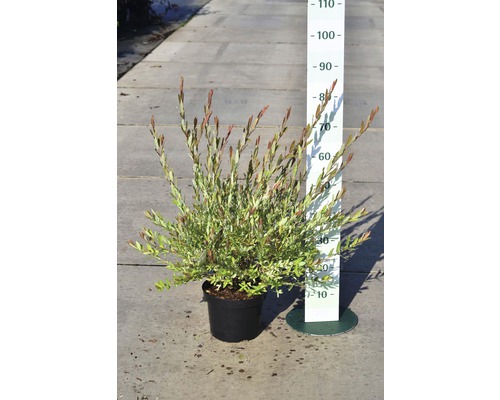 Harlekinweide, Zierweide FloraSelf Salix integra 'Hakuro Nishiki' H 40-60 cm Co 5 L