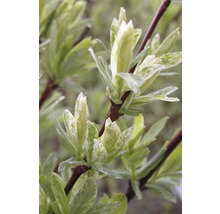 Harlekinweide, Zierweide FloraSelf Salix integra 'Hakuro Nishiki' H 40-60 cm Co 5 L-thumb-1