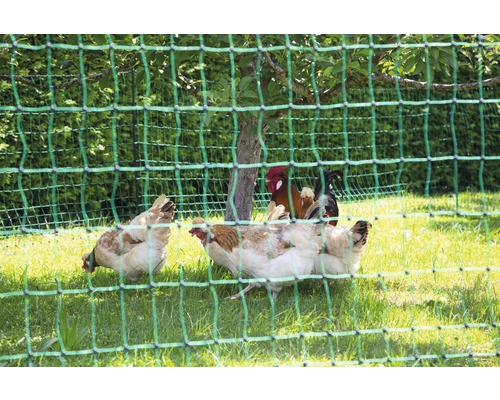 Poules derrière un filet à volaille dans le jardin