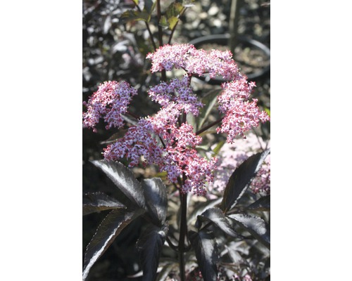 Arbuste de sureau en fleurs avec un feuillage sombre