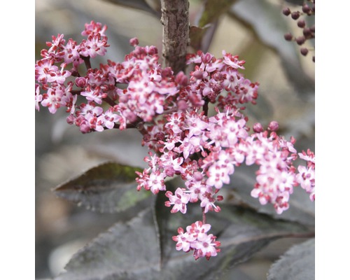 Schwarzer Holunder FloraSelf Sambucus nigra 'Black Beauty' H 50-60 cm Co 6 L Blüten des Holunderstrauchs im Detail