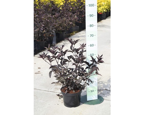 Sureau noir en pot, mesuré avec une règle.