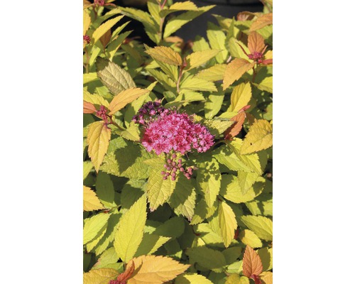 Spierstrauch mit Blüte und gelben Blättern