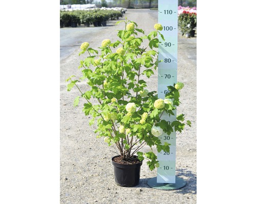 Gefüllter Schneeball, Echter Schneeball FloraSelf Viburnum opulus 'Roseum' H 40-60 cm Co 4,5 L Gefüllter Schneeball, Echter Schneeball FloraSelf Viburnum opulus 'Roseum' H 40-60 cm Co 4,5 L