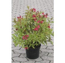 Weigelia en pot avec des fleurs rouges et des feuilles vertes