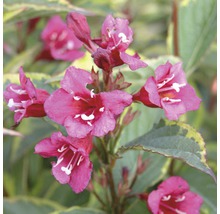 Gros plan d''un Weigelia avec des fleurs roses.