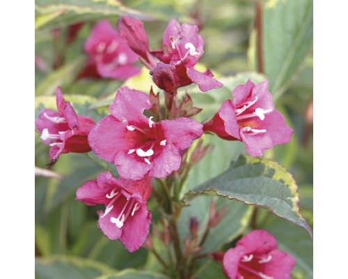 Weigela FloraSelf Weigela florida 'Moulin Rouge' H 40-60 cm Co 5 L Gros plan d''un Weigelia avec des fleurs roses.