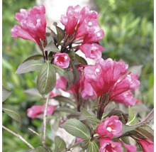Weigelia en fleurs dans le jardin