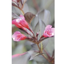 Gros plan sur des weigelias à fleurs roses sur fond de feuillage foncé