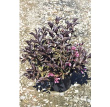 Weigelia en fleurs en pot