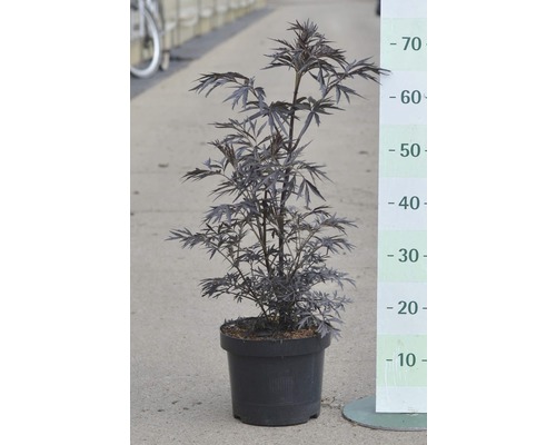 Schwarzer Holunder im Topf