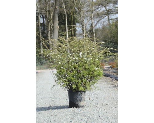 Strauchspiere im Topf