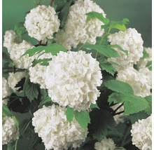 Arbuste de viorne obier en fleurs avec des boules de fleurs blanches et des feuilles vertes.