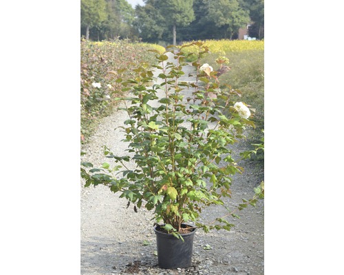 Echter Schneeball 'Roseum', 100 - 125 cm