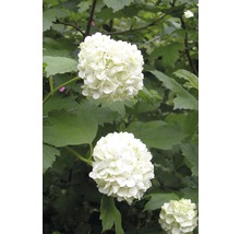 Fleur de boule de neige avec des feuilles vertes