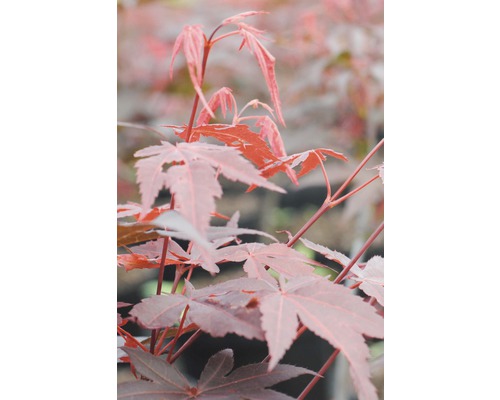 Roter-Fächer-Ahorn Atropurpureum 40-60 cm