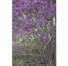 Arbuste callicarpa avec des baies violettes dans le jardin.