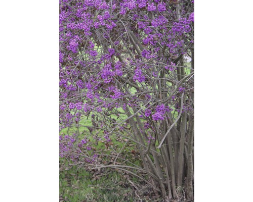 Schönfrucht-Strauch mit violetten Beeren im Garten.