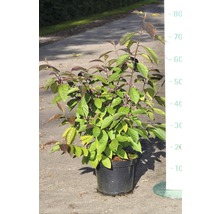 Arbuste d''ornement décoratif en pot avec feuilles et baies