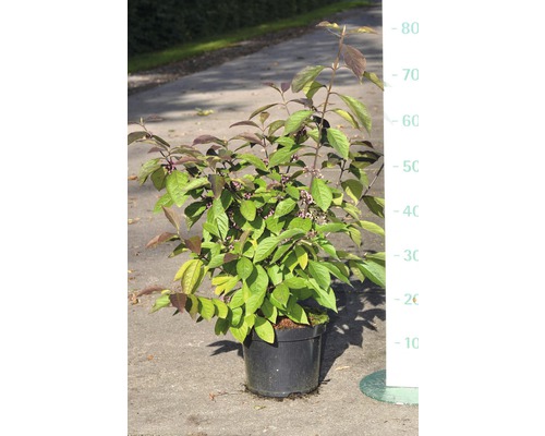Callicarpe de Bodinier, arbuste aux bonbons FloraSelf Profusion, 80-100 cm Arbuste d''ornement décoratif en pot avec feuilles et baies