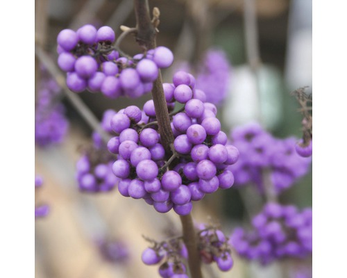 Nahaufnahme von Schönfruchtzweigen mit Beeren