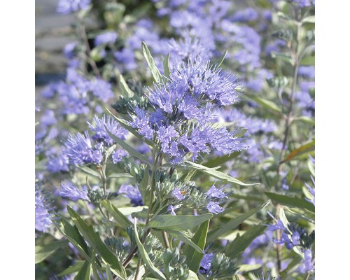 Caryopteris FloraSelf Caryopteris clandonensis 'Dark Night' H 40-60cm Co 4 L