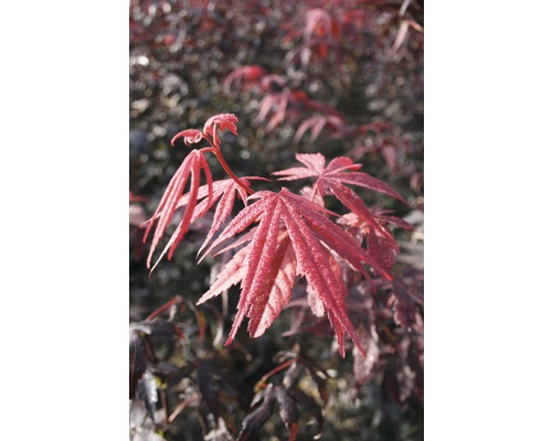 Érable rouge palmé FloraSelf Acer palmatum 'Bloodgood' H 40-60 cm Co 4 L