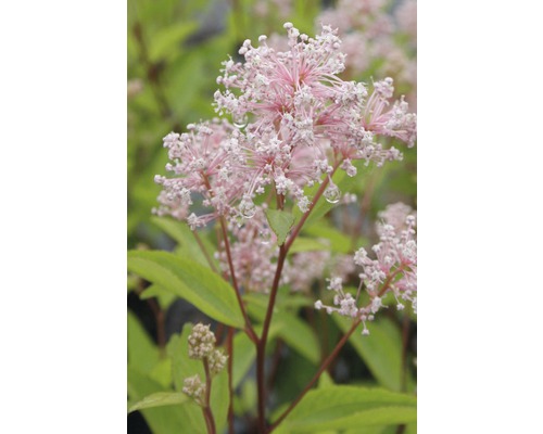 Blütenstand der Spierstrauch Pflanze mit rosa Blüten