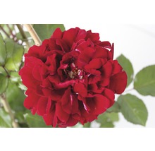 Nahaufnahme einer dunkelroten Edelrose mit grünen Blättern