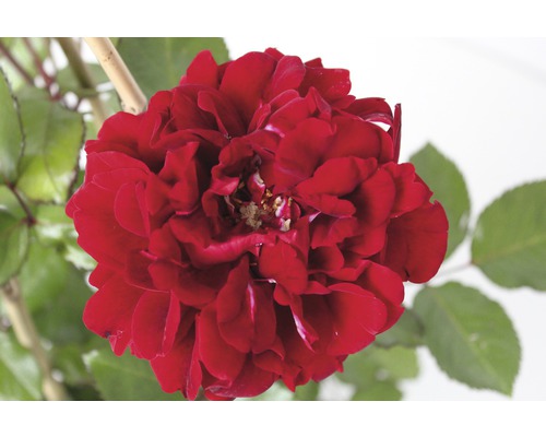 Nahaufnahme einer dunkelroten Edelrose mit grünen Blättern