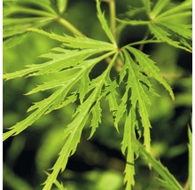 Grüner Schlitzahorn 'Dissectum Viridis', 40 - 50 cm