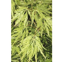 Grüner Schlitzahorn 'Dissectum Viridis', 40 - 50 cm