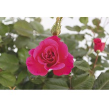 Nahaufnahme einer pinkfarbenen Rose im Garten.