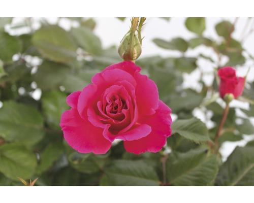 Nahaufnahme einer pinkfarbenen Rose im Garten.