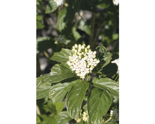 Cornouiller soyeux FloraSelf Cornus stolonifera 'Flaviramea' H 50-60 cm Co 4 L Inflorescence d''un cornouiller avec des feuilles