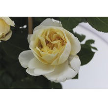 Nahaufnahme einer gelben Rose